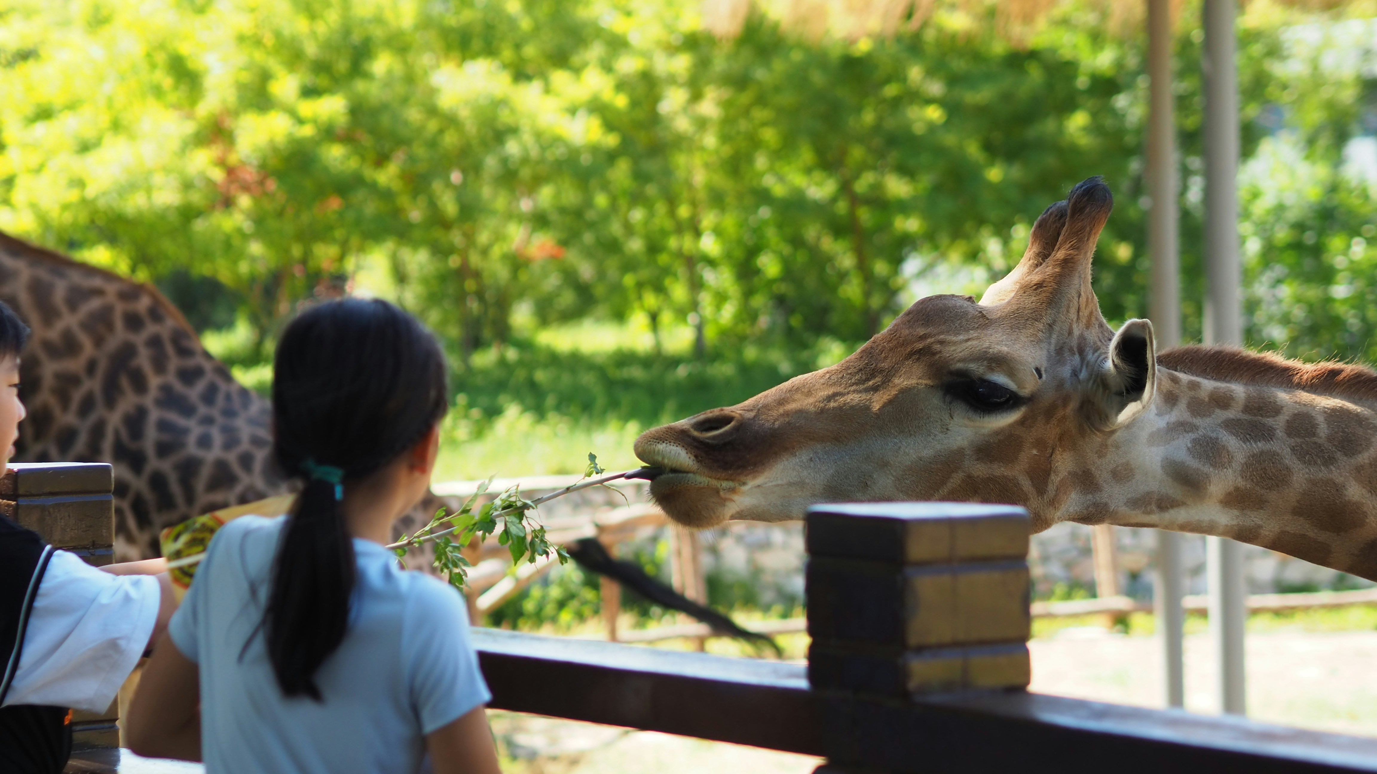 Zoológicos podem ser proibidos no Brasil | Reprodução/Unsplash
