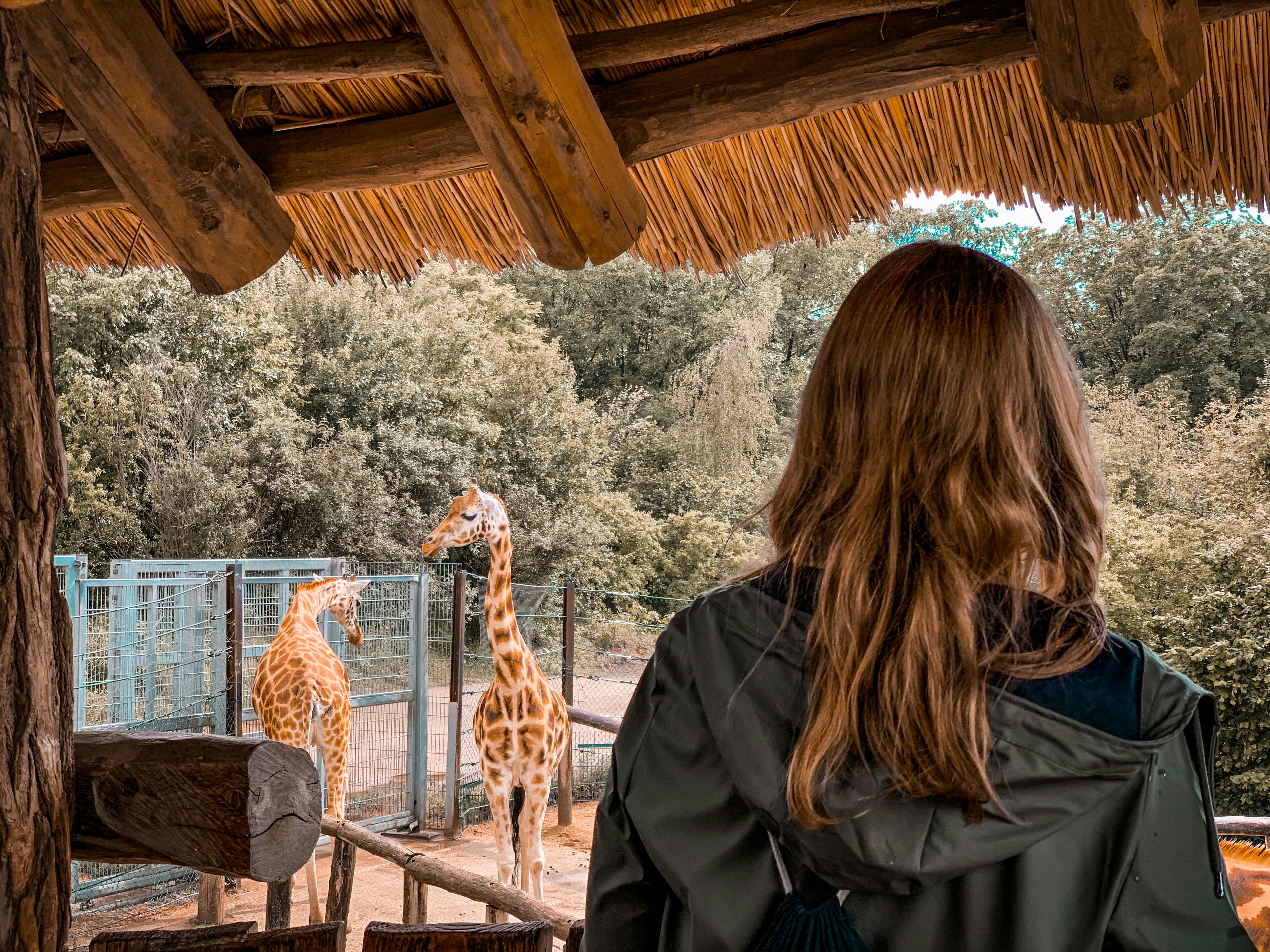 Zoológicos podem ser proibidos no Brasil | Reprodução/Unsplash