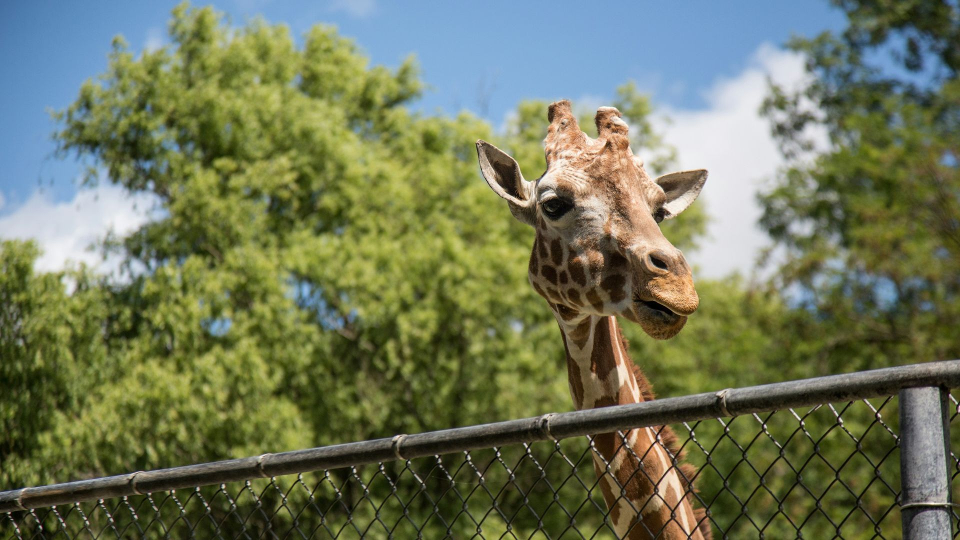 Zoológicos podem ser proibidos no Brasil e terão que fechar as portas em até dois anos