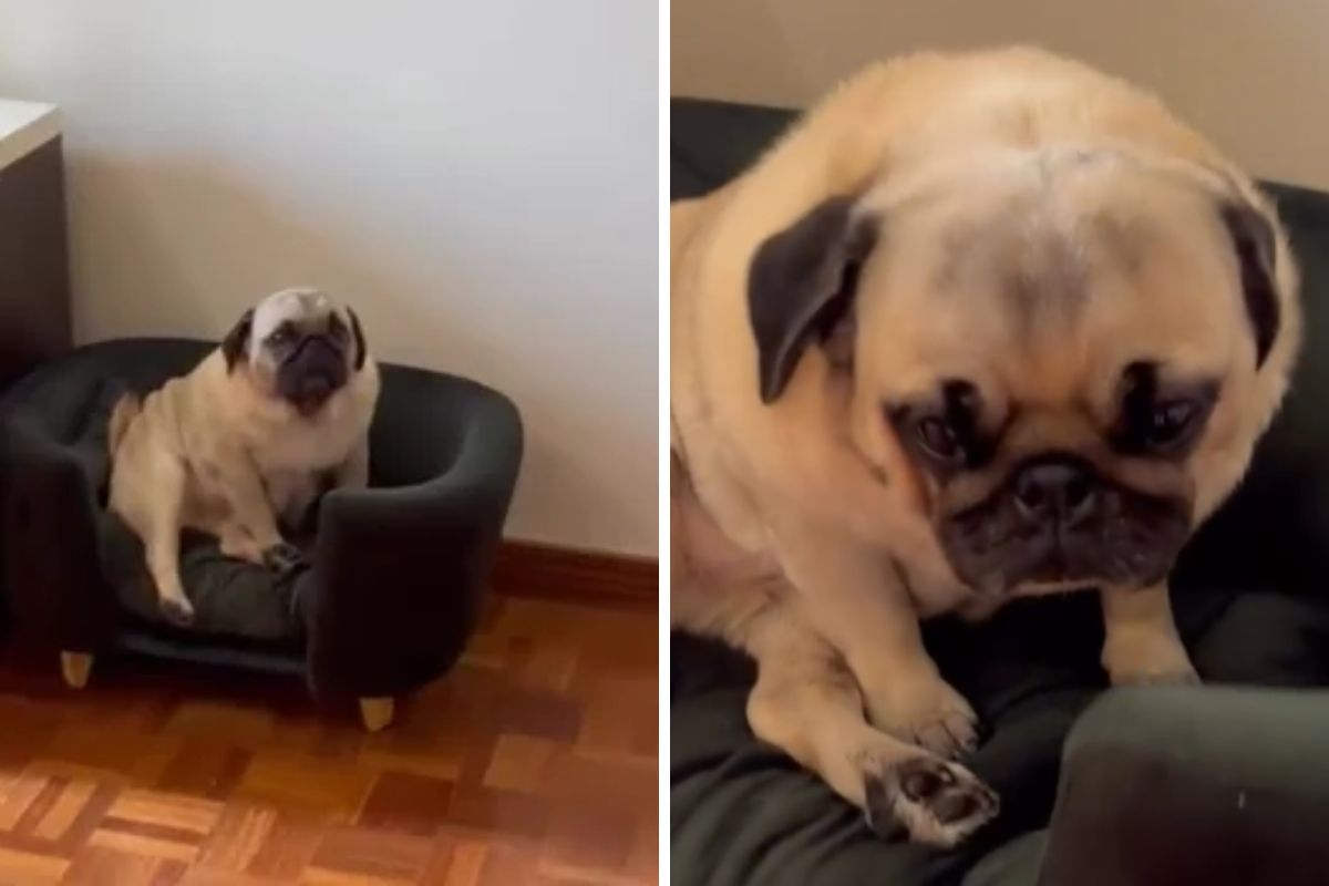 Pug pensa que está sozinho, faz escândalo e cena viraliza