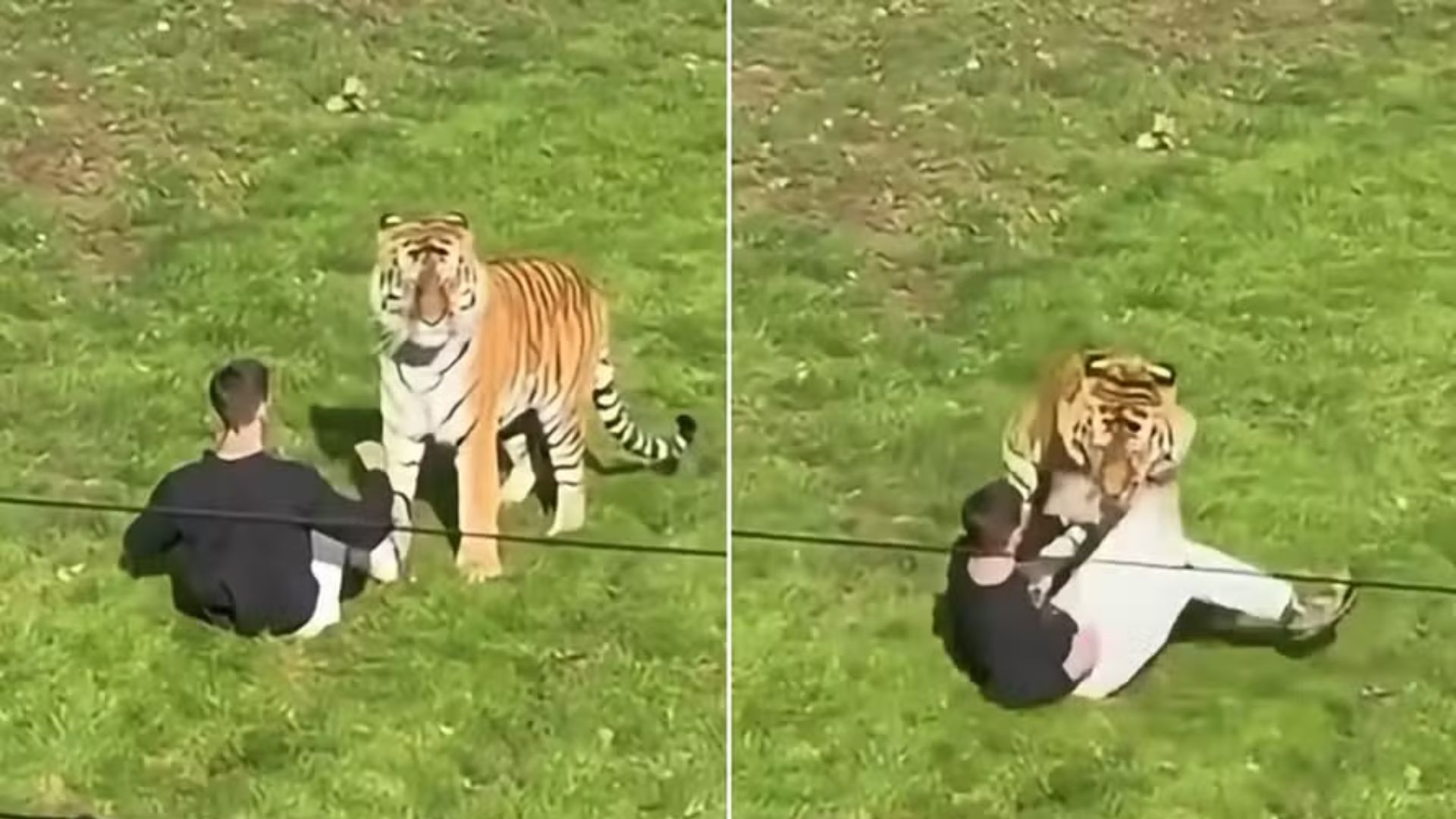 Ataque fatal! Homem invade área de tigres durante atração em zoológico e acaba morto