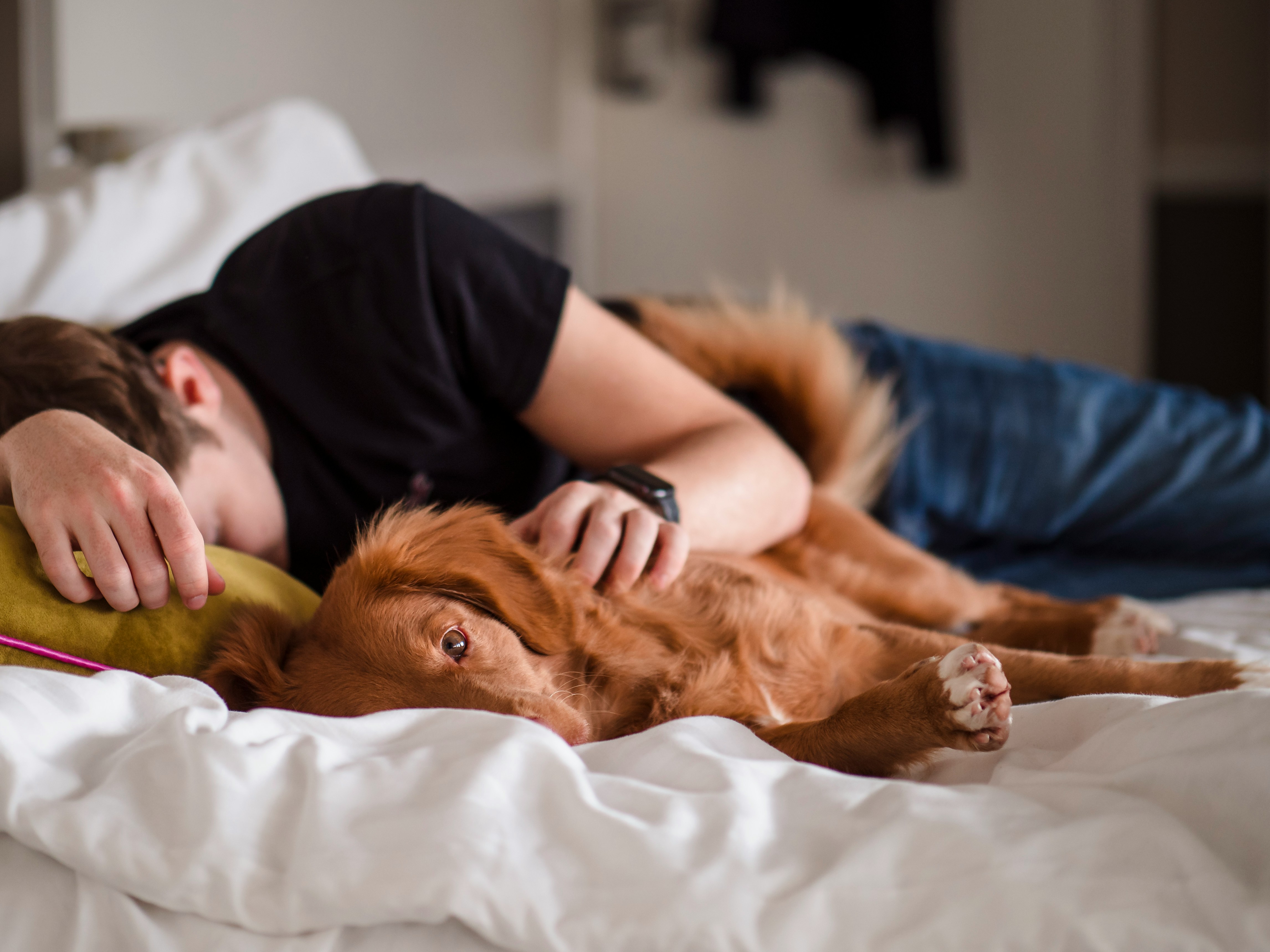 Estudo indica que humanos podem acordar os próprios cães durante a noite - Foto: Unsplash | Ilustrativa