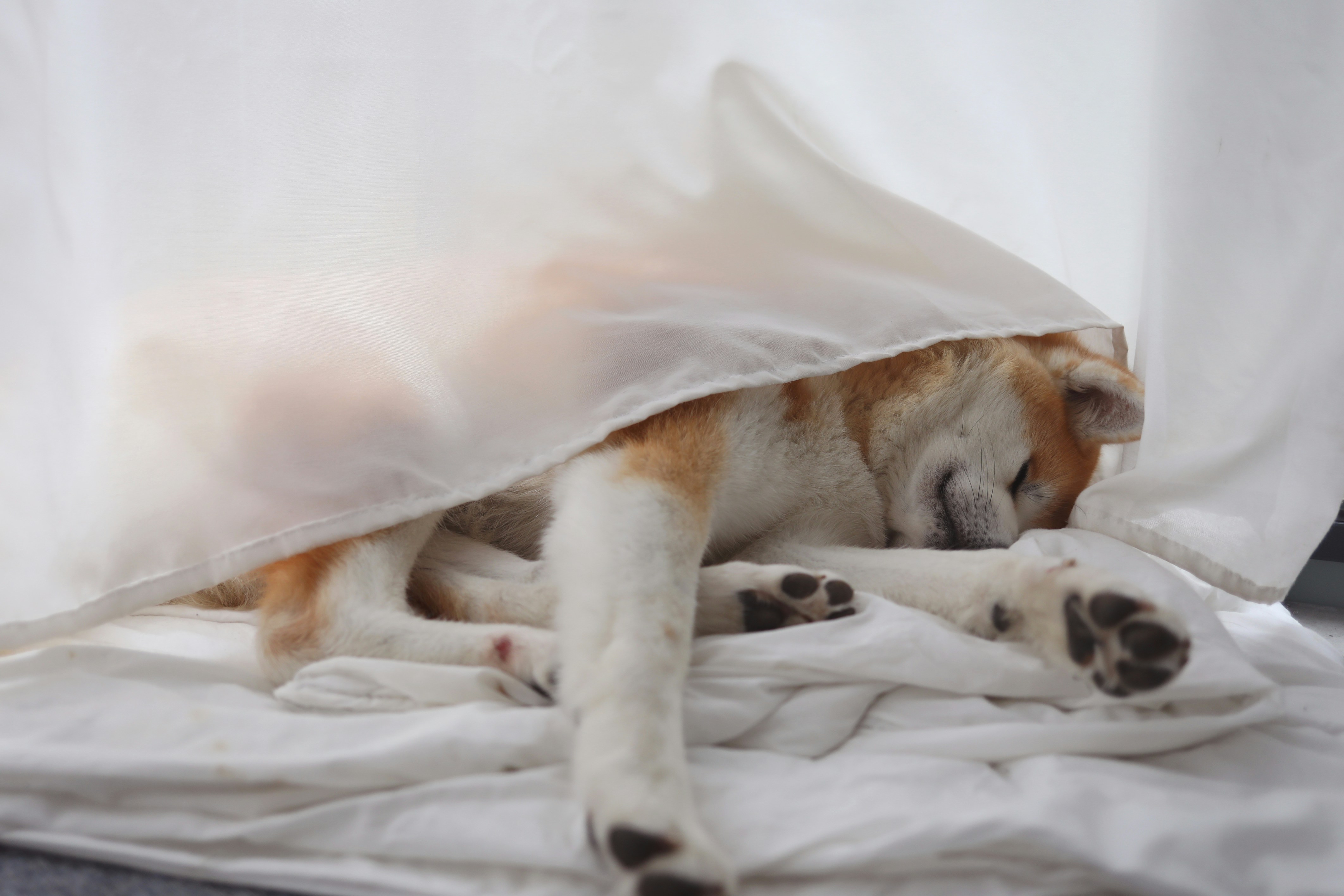 Estudo indica que humanos podem acordar os próprios cães durante a noite - Foto: Unsplash | Ilustrativa