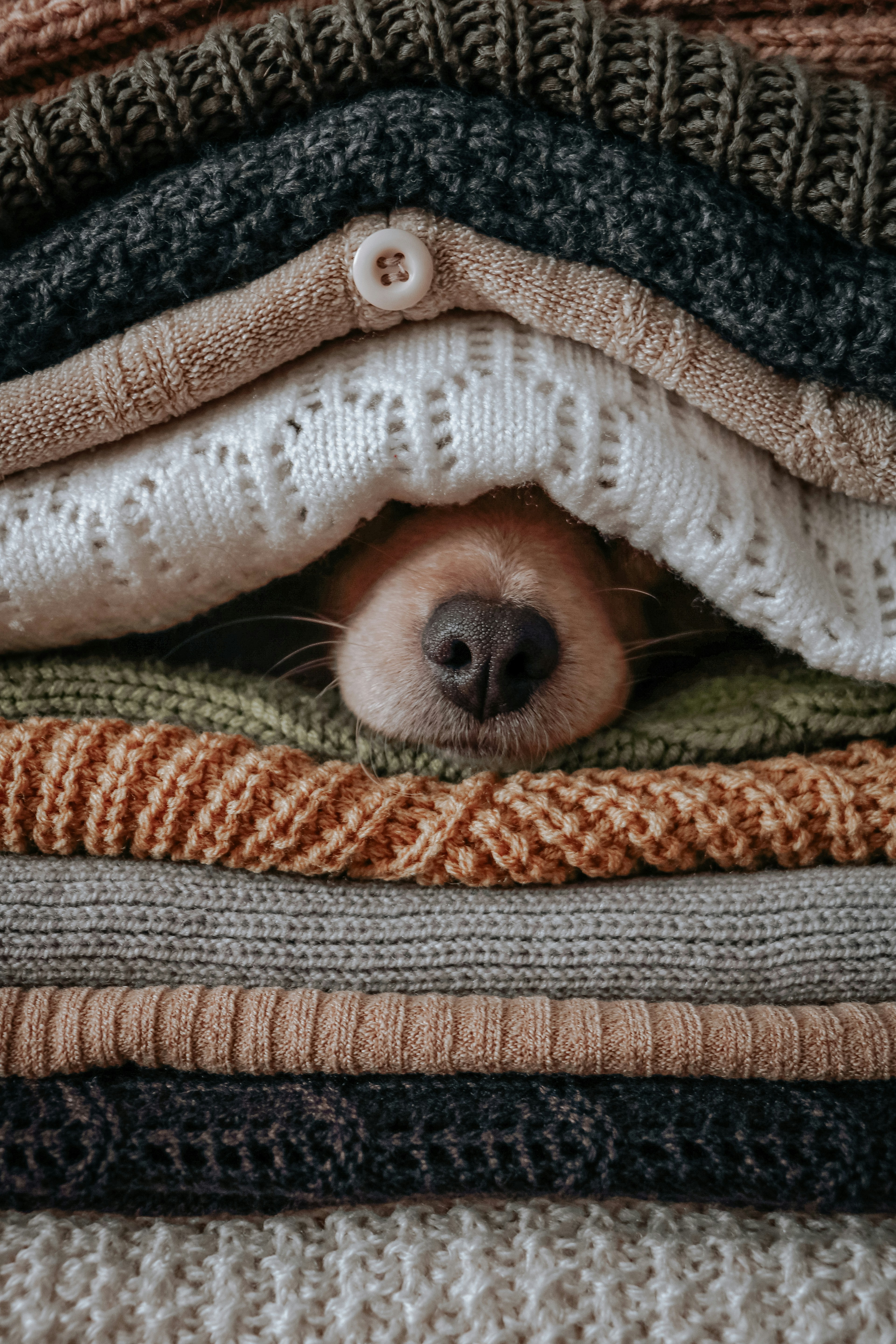Estudo indica que humanos podem acordar os próprios cães durante a noite - Foto: Unsplash | Ilustrativa