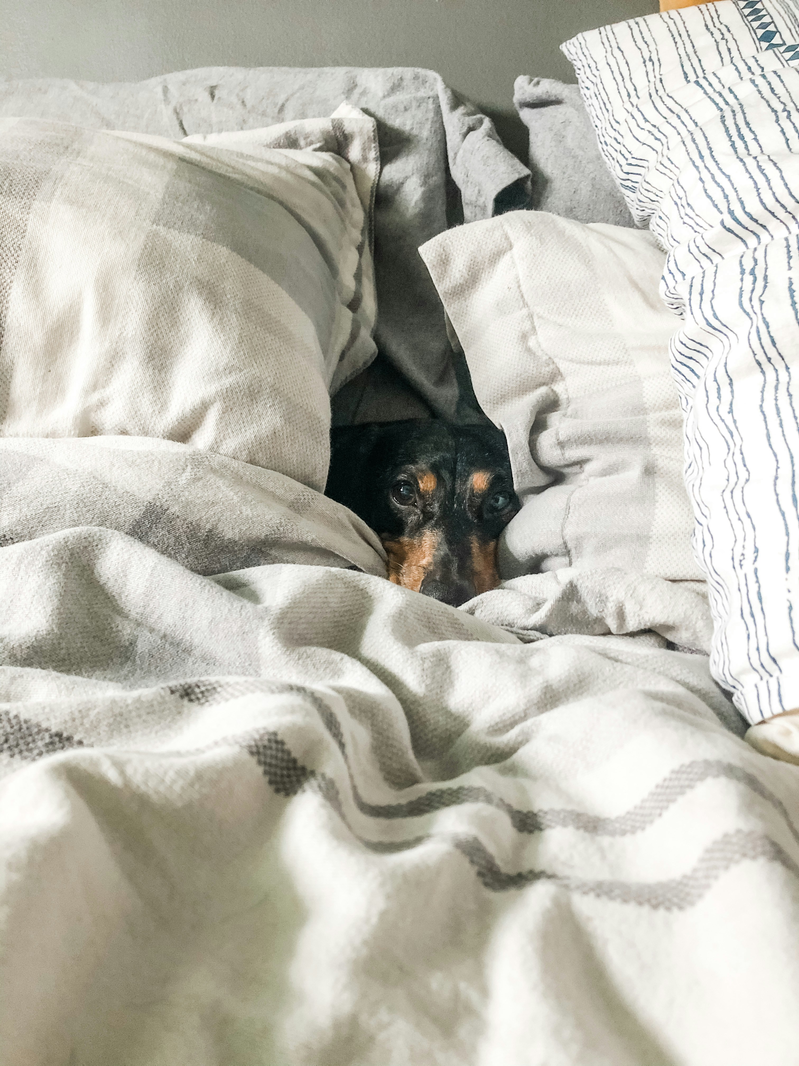 Estudo indica que humanos podem acordar os próprios cães durante a noite - Foto: Unsplash | Ilustrativa