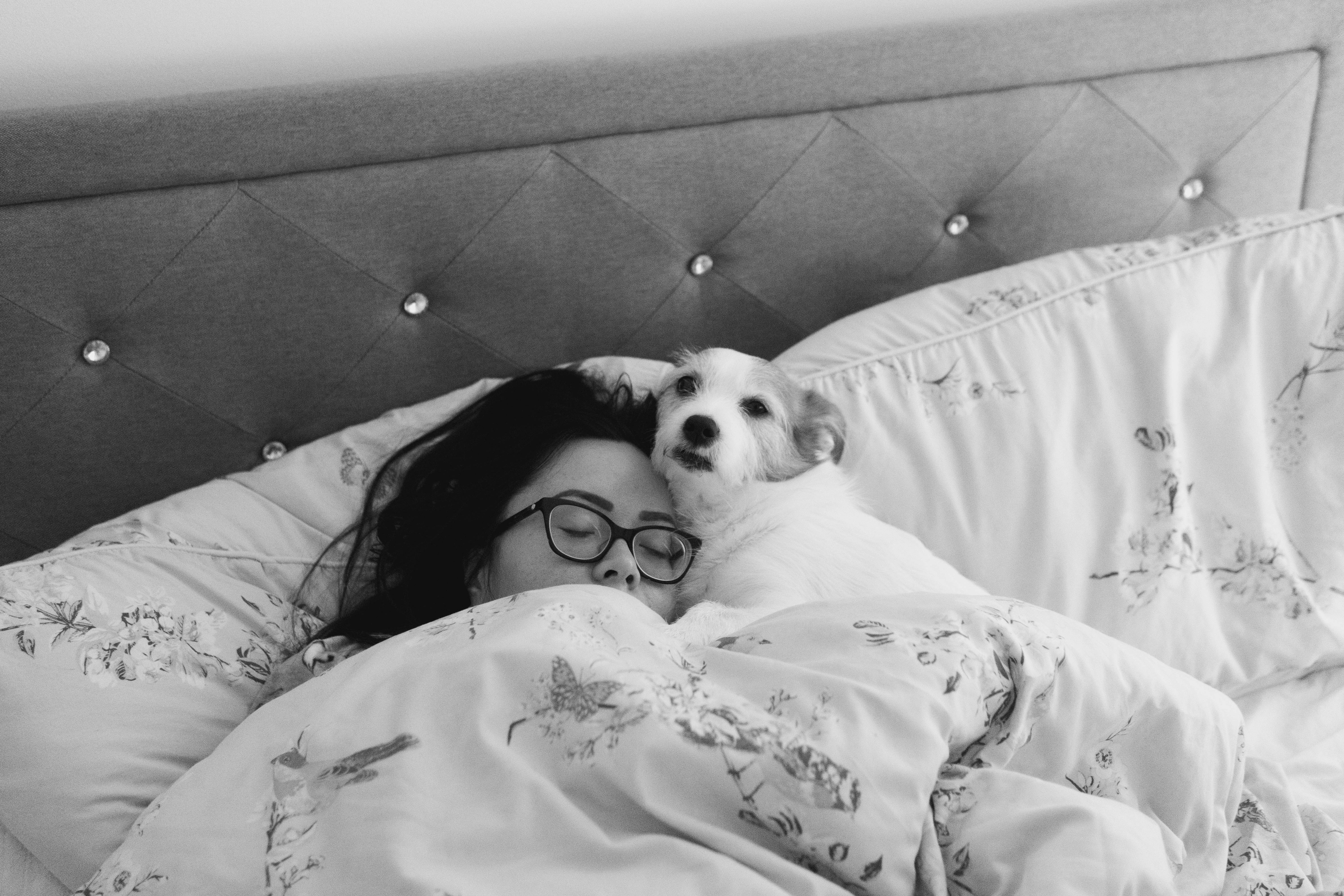 Estudo indica que humanos podem acordar os próprios cães durante a noite - Foto: Unsplash | Ilustrativa