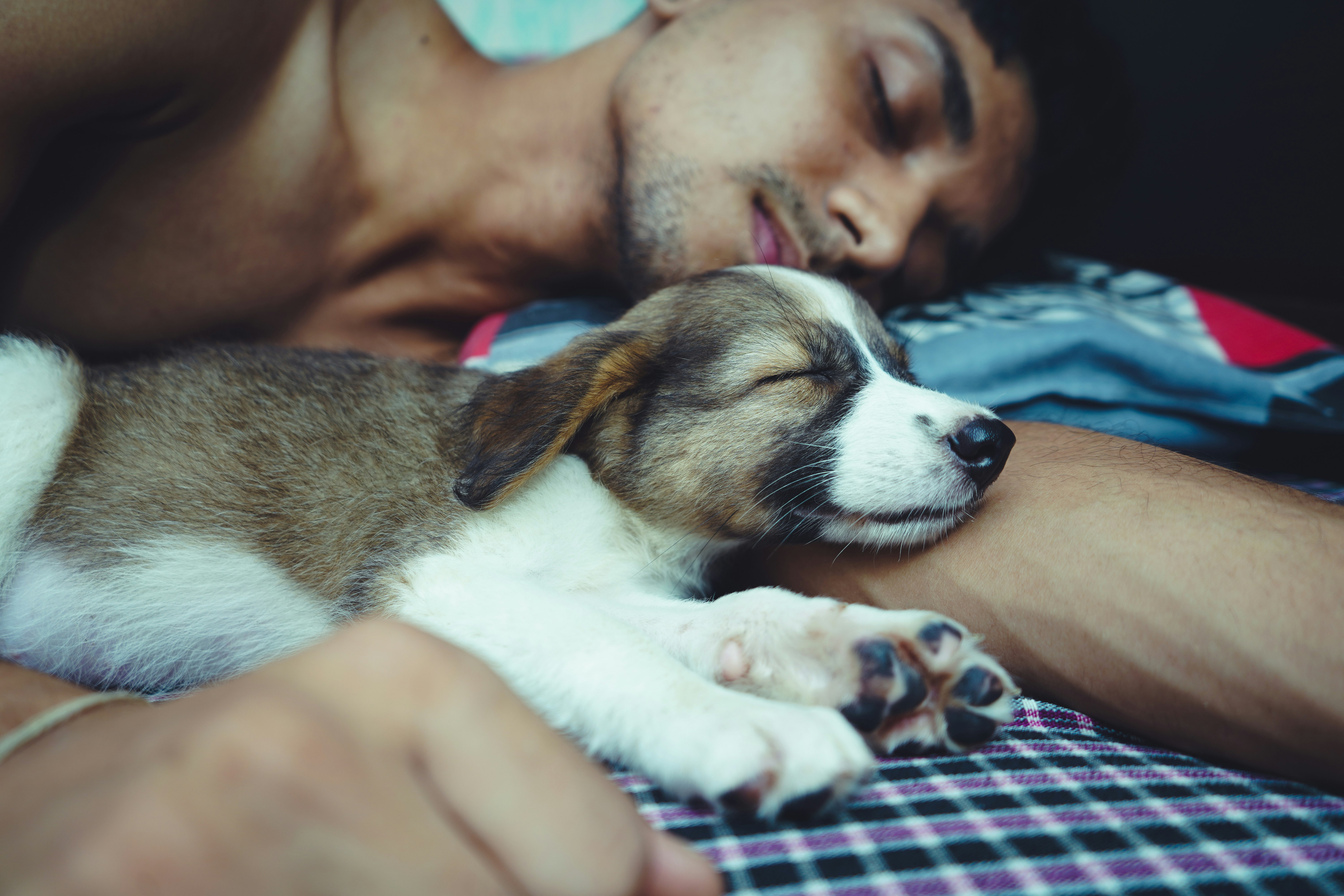 Estudo indica que humanos podem acordar os próprios cães durante a noite - Foto: Unsplash | Ilustrativa