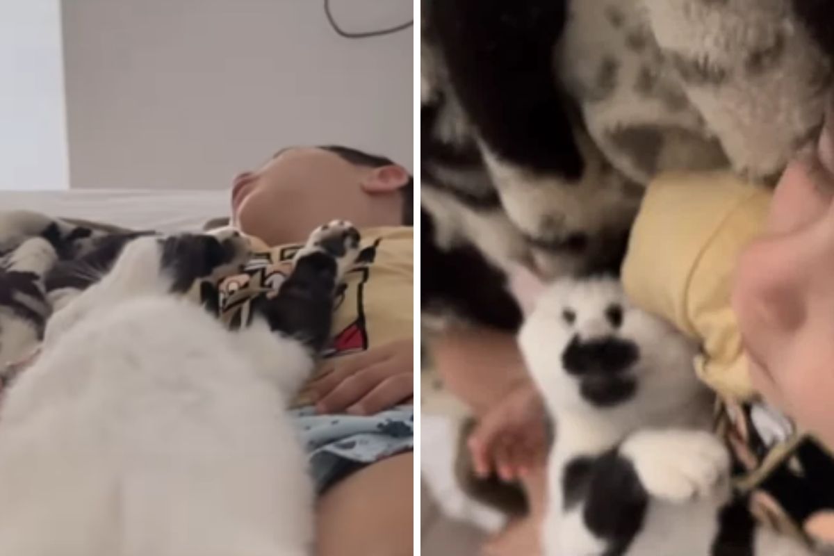 Mãe flagra momento fofo de filho e gato dormindo juntos