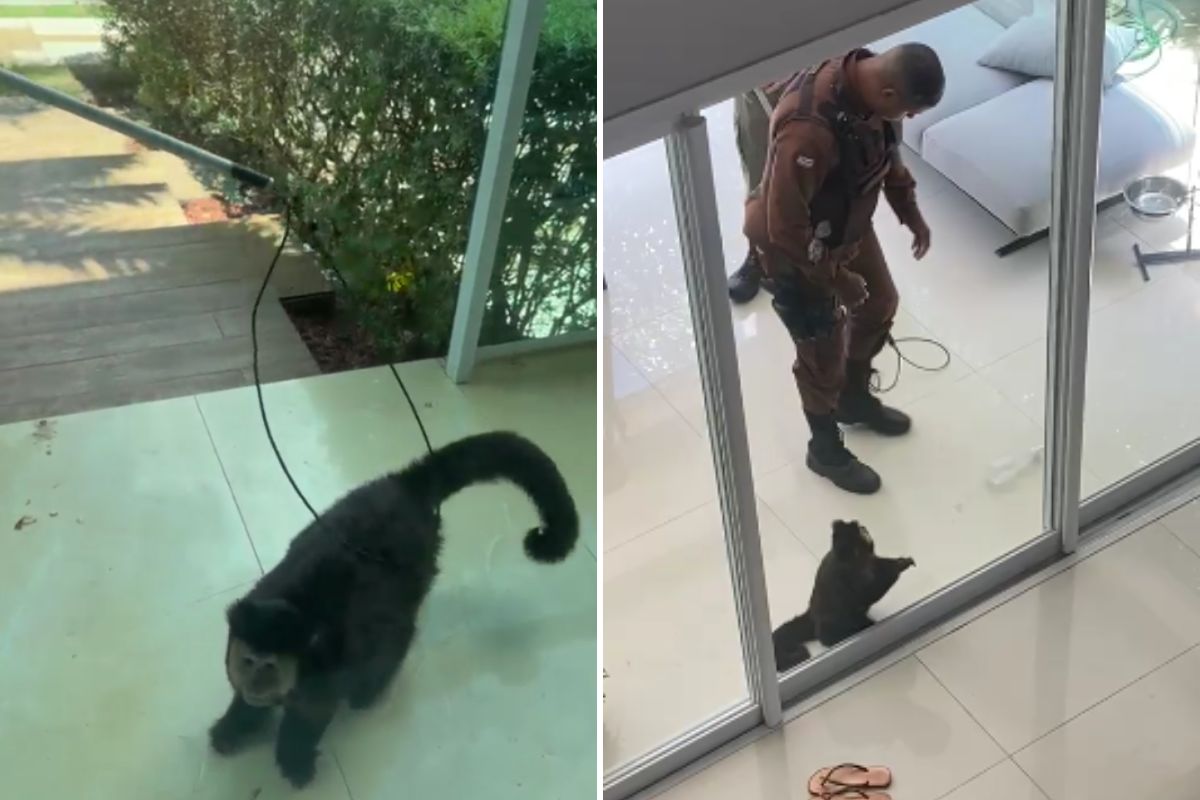 Vídeo: Macaco de Marcell Moraes foge e invade casa em condomínio de luxo de Salvador - Foto