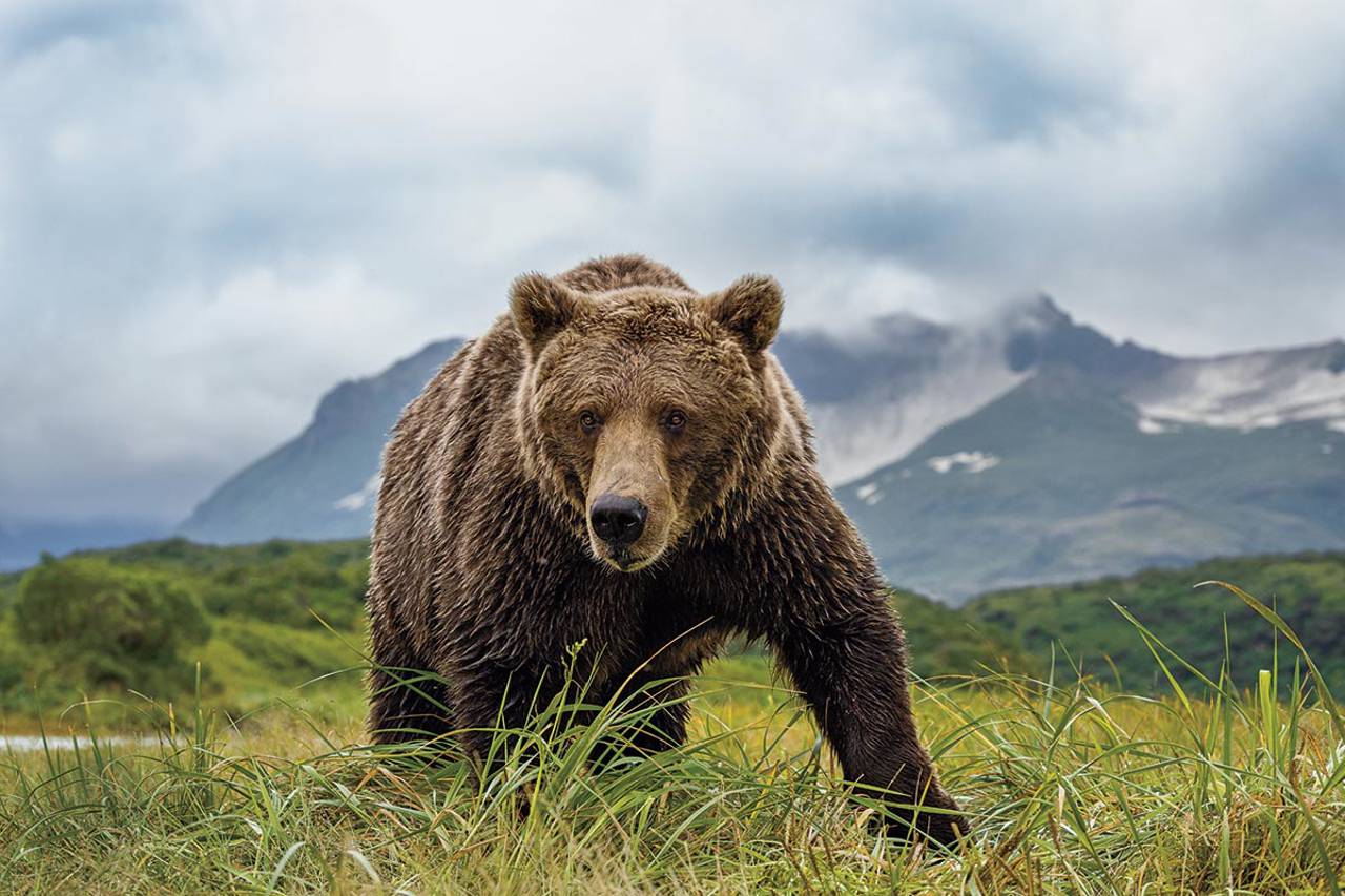 urso pardo national geographic