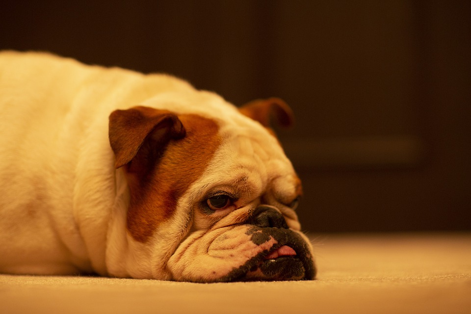 Descubra quais são os cachorros mais "preguiçosos" do mundo 