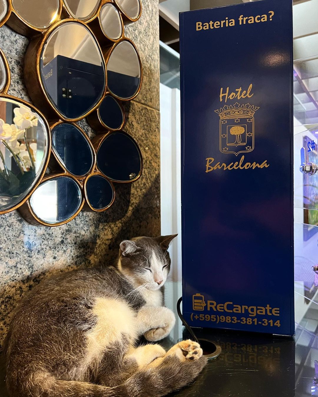 Hotel "contrata" gato e felino vira atração principal de estabelecimento