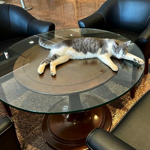 Gato se torna atração principal de hotel em Mato Grosso do Sul