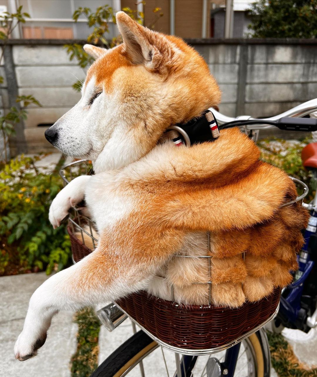 Em passeio com tutora, cachorro é confundido com pão