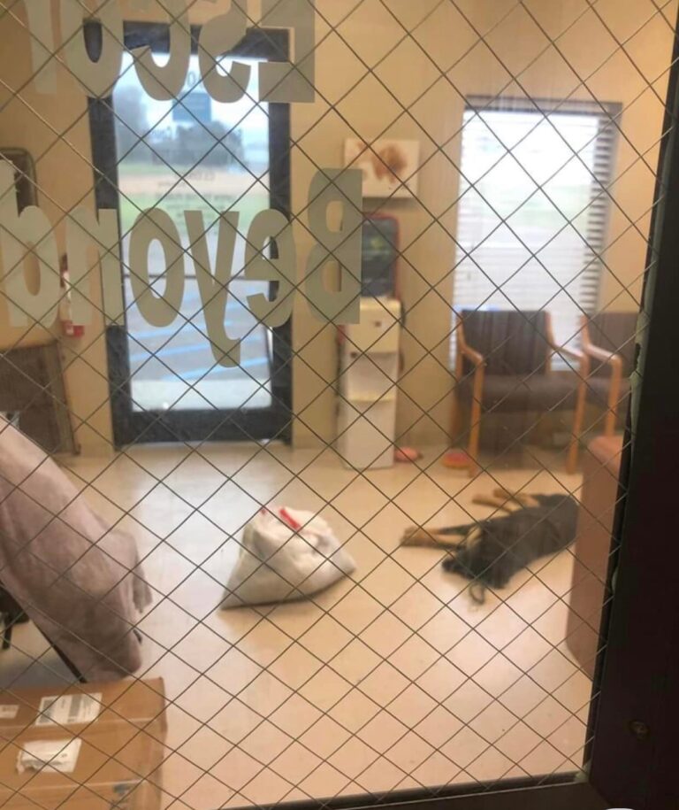 Adolescente procura abrigo de animais e pedido surpreende funcionários