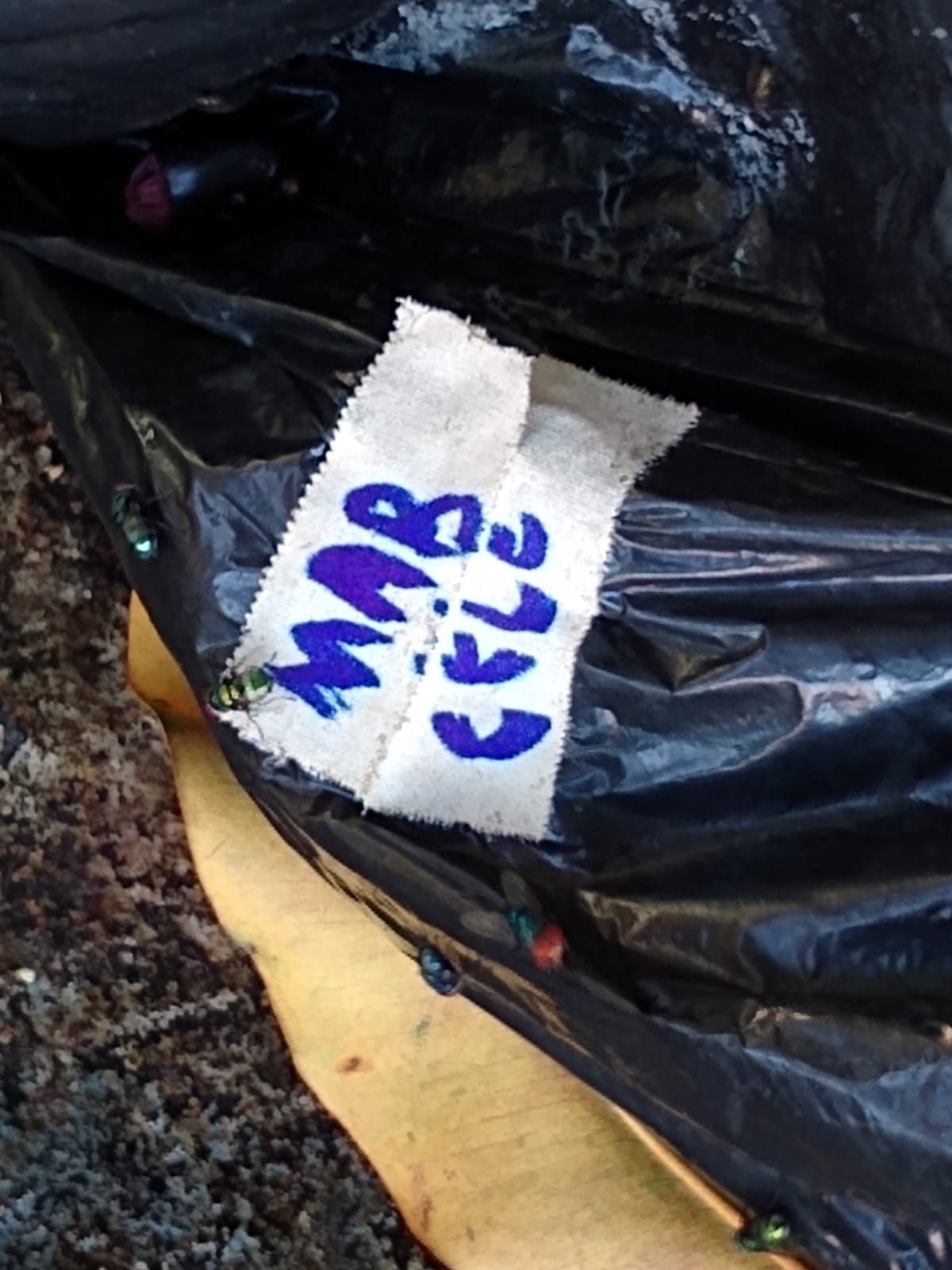 Animais são abandonados em sacos pretos dentro de condomínio; veja vídeo