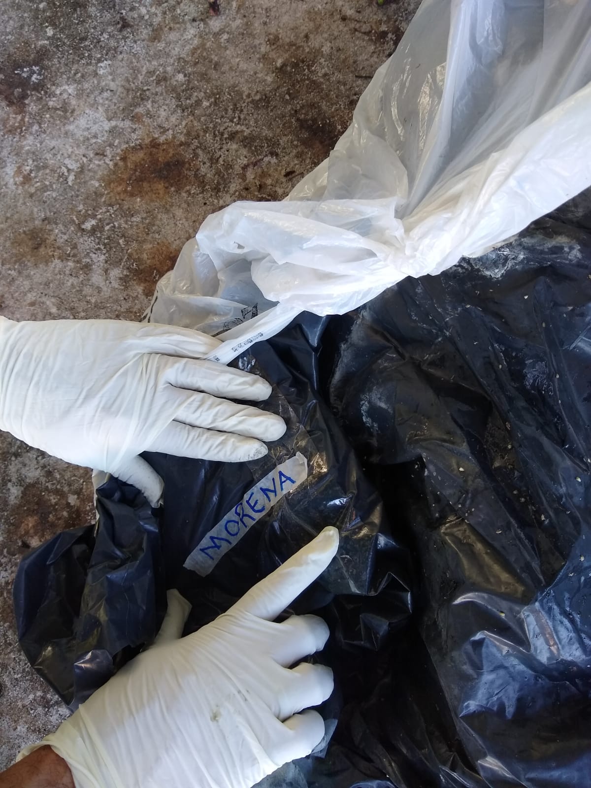 Animais abandonados em sacos pretos estavam mortos e caso será investigado 