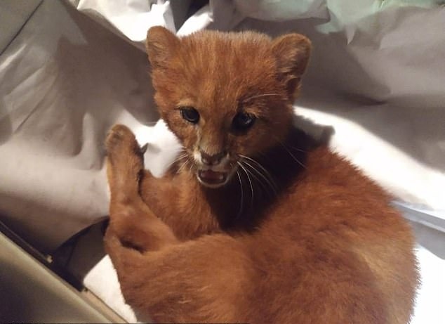 Adolescente adota gato mas fica surpresa ao descobrir verdadeira espécie do animal