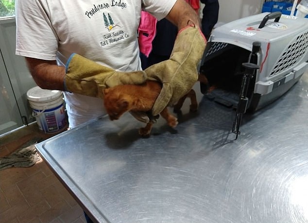 Jovem resgata gato e se surpreende ao descobrir verdadeira espécie do animal