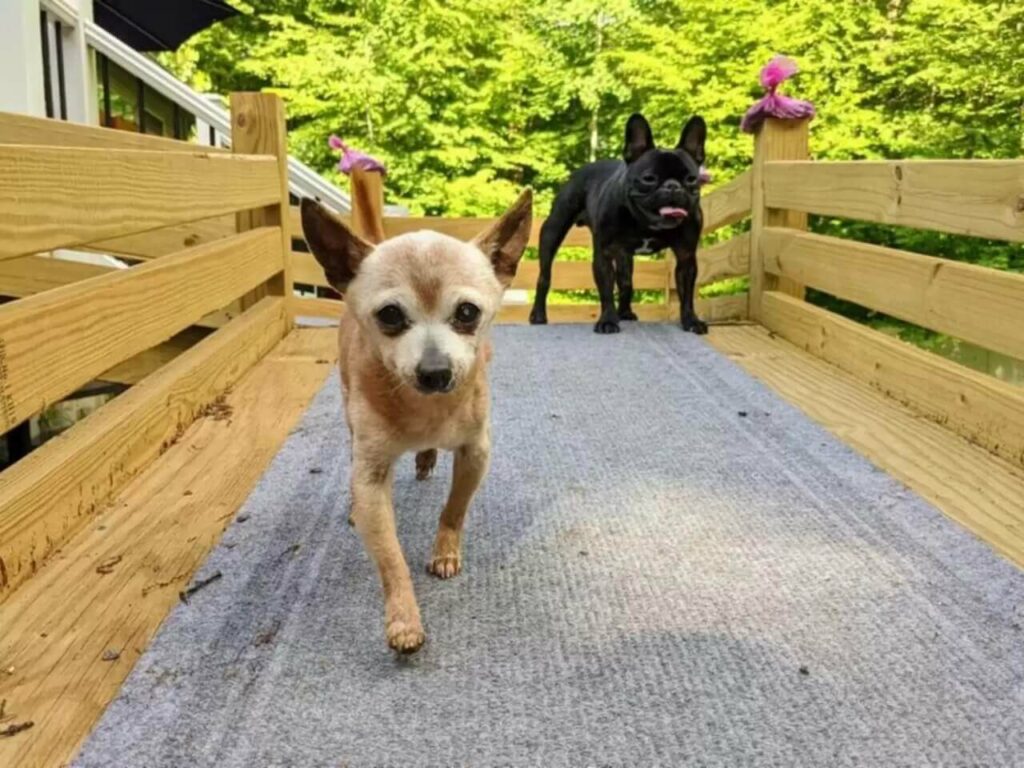 Cachorro que nasceu em 1999 ganha festa de aniversário em abrigo; veja fotos