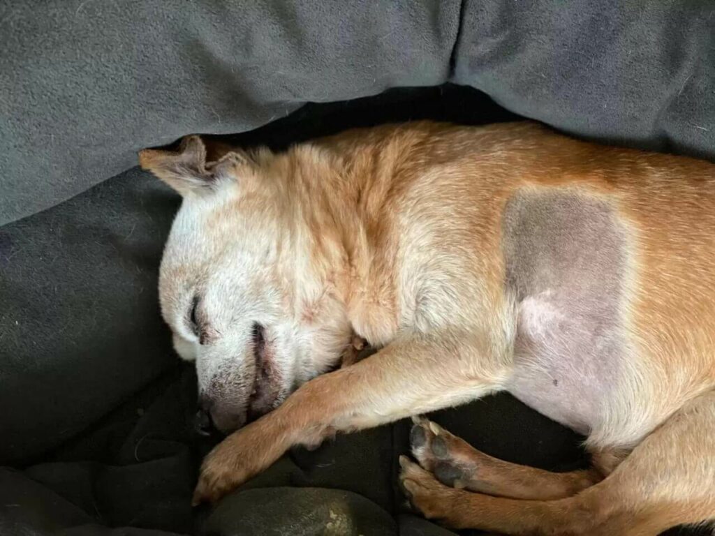 Cachorro que nasceu em 1999 ganha festa de aniversário em abrigo