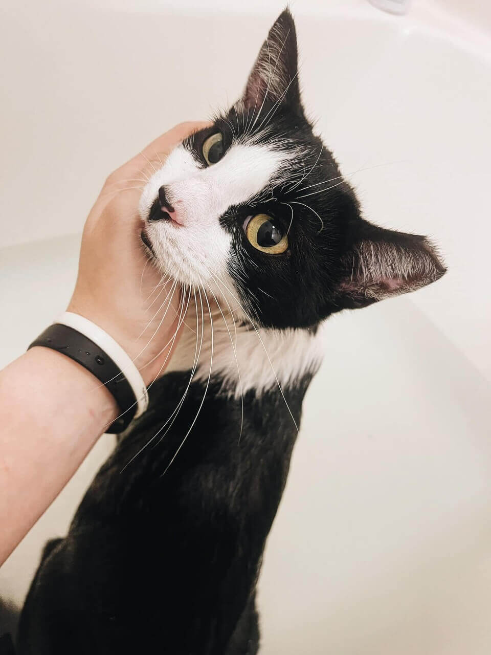 Com surpresa inusitada, gata chama atenção de mulher e faz com que ela a adote