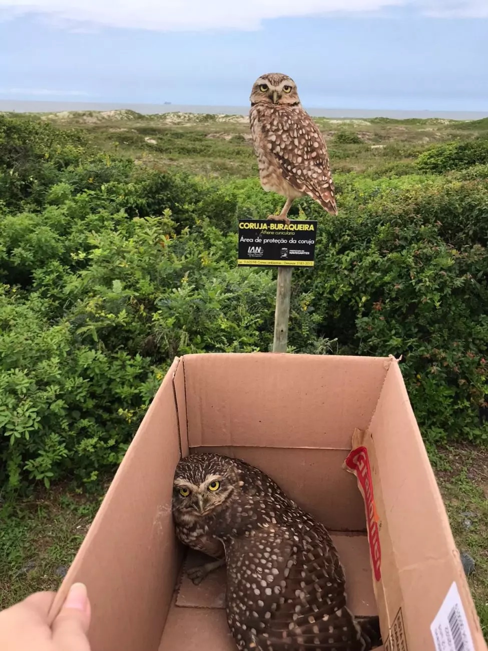 Em rolé em banco, coruja chama atenção dos moradores de Navegantes