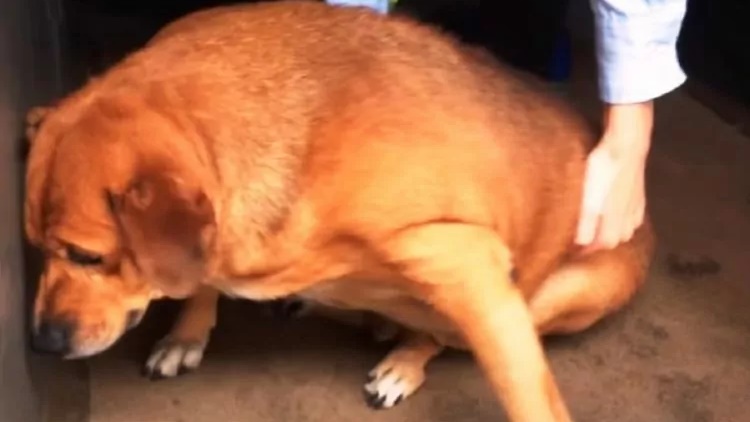  Problema de saúde faz com que cachorro seja abandonado e vire alvo de piadas 