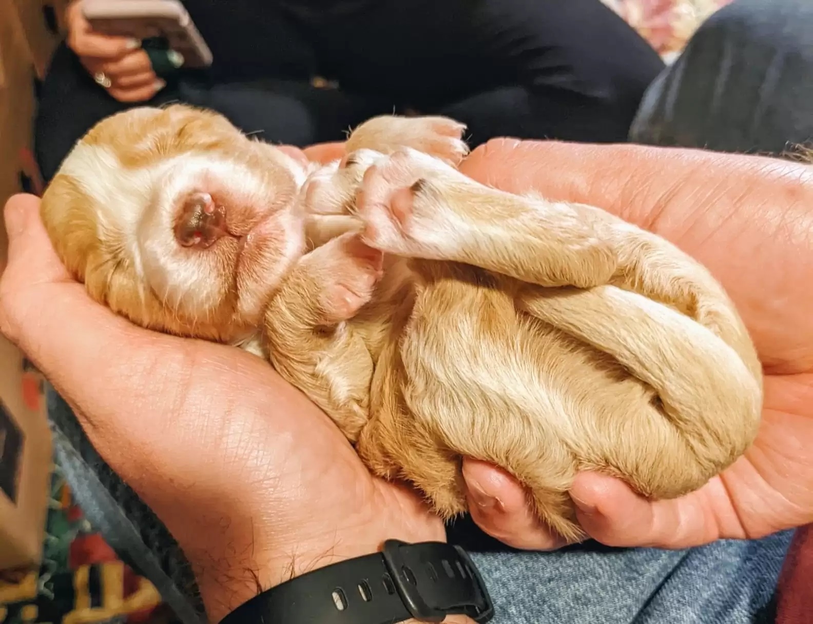 Cachorra surpreende e dá luz ao dobro de filhotes esperado