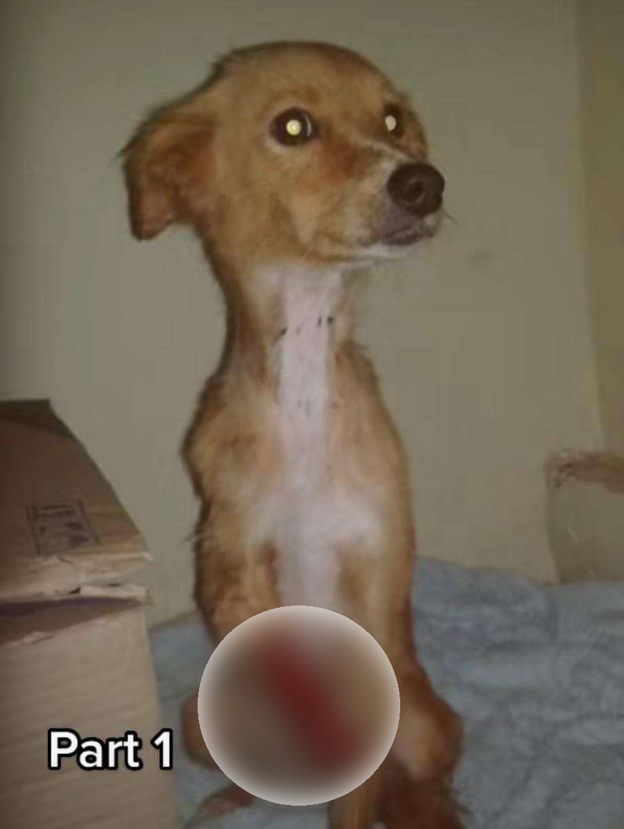 Cachorra caramelo ganha segunda chance e reaprende a viver sem pata dianteira; veja vídeo