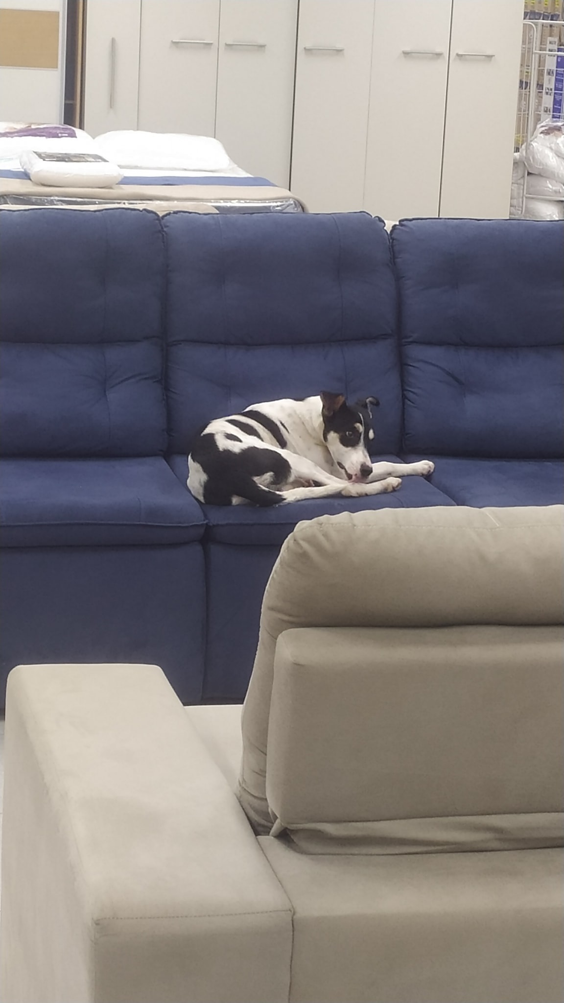 Cachorra folgada se abriga em loja