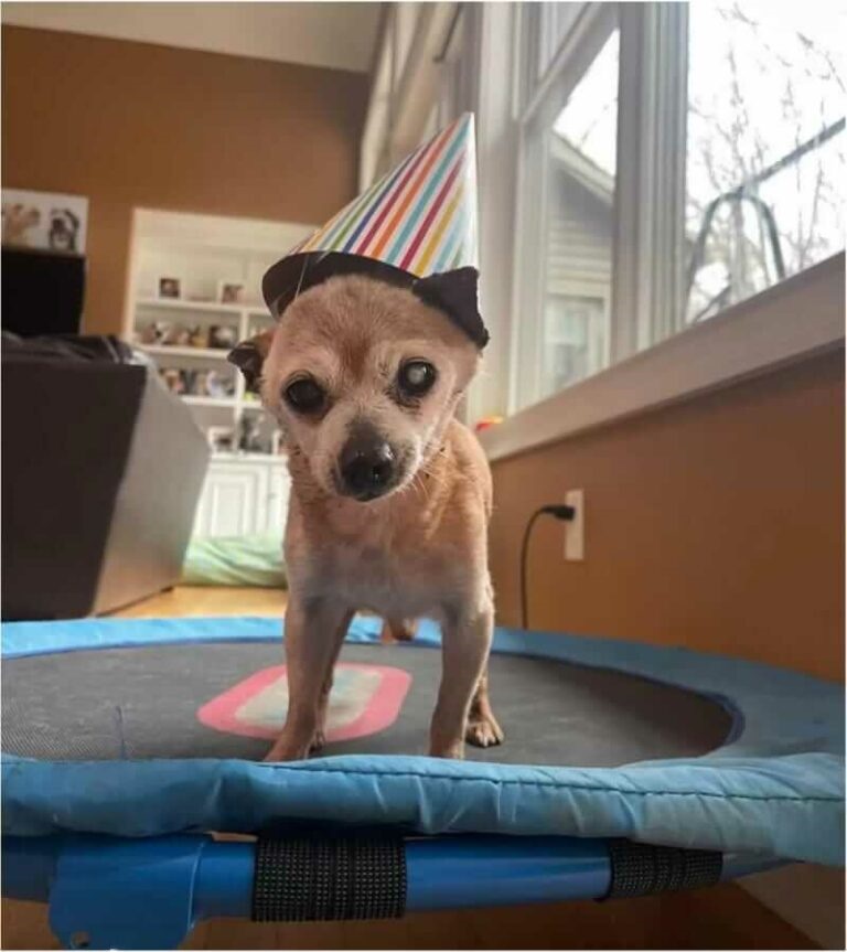 Chihuahua que nasceu em 1999