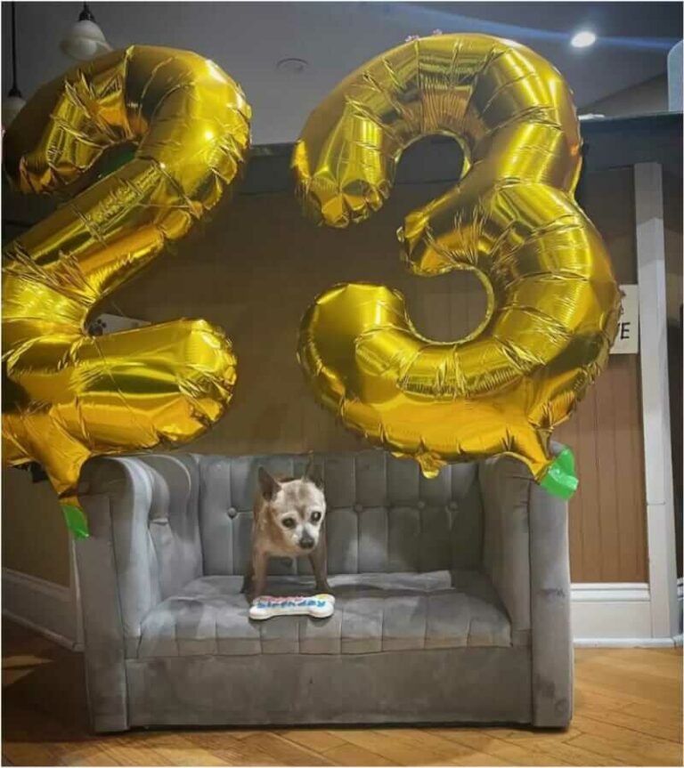 Chihuahua que nasceu em 1999 completa 23 anos e ganha festa de aniversário