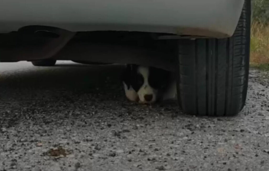 Cachorro corre atrás de carro e implora para ser adotado