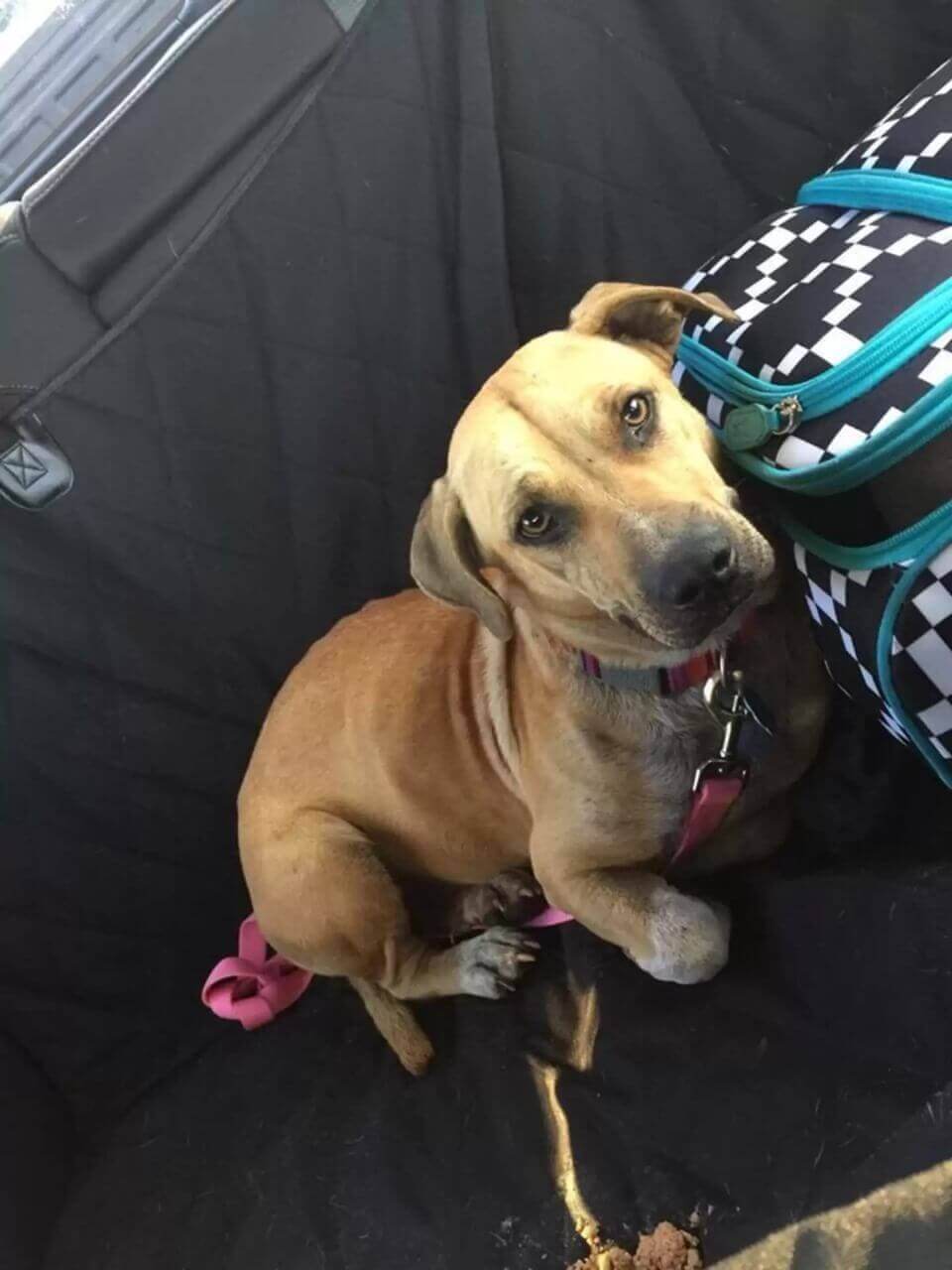 Cachorro não consegue parar de abraçar pessoas que o ajudaram em momento difícil