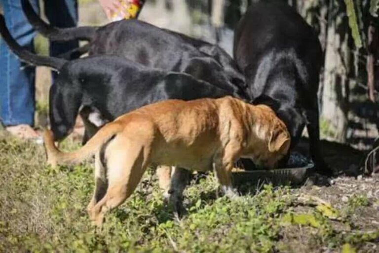 Cachorro de rua traumatizado não consegue parar de abraçar equipe que o resgatou