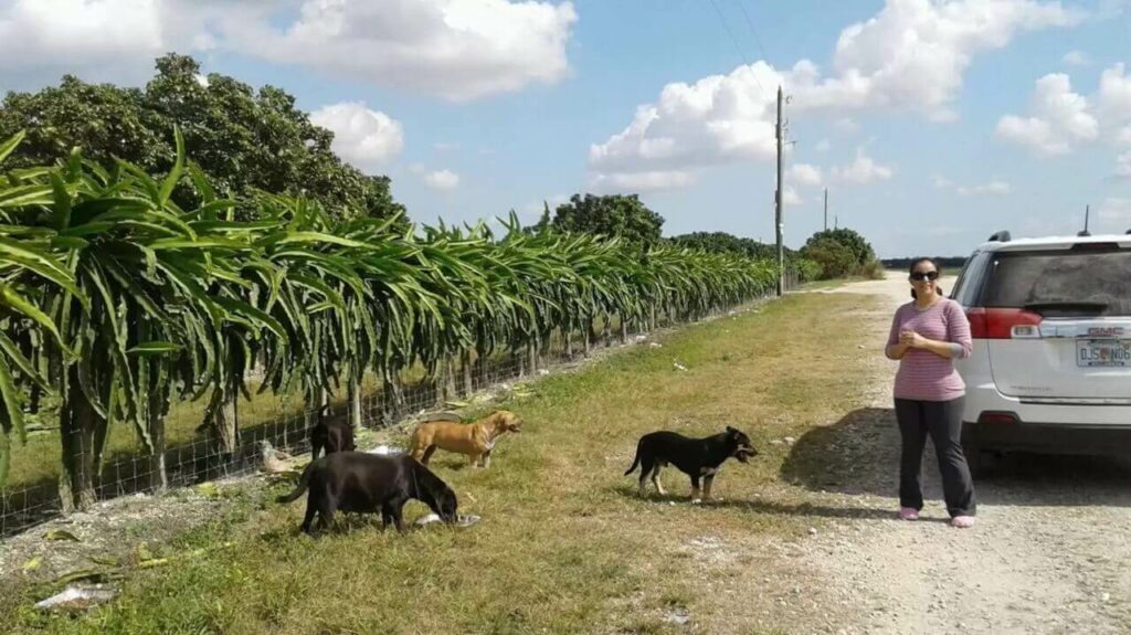 Cachorro de rua traumatizado não consegue parar de abraçar equipe que o resgatou; veja fotos