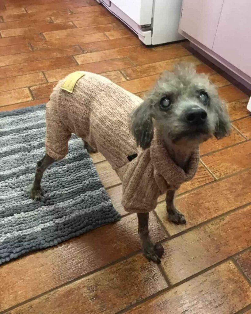 Cachorro é resgatado e nova dona relata que animal havia esquecido como comer