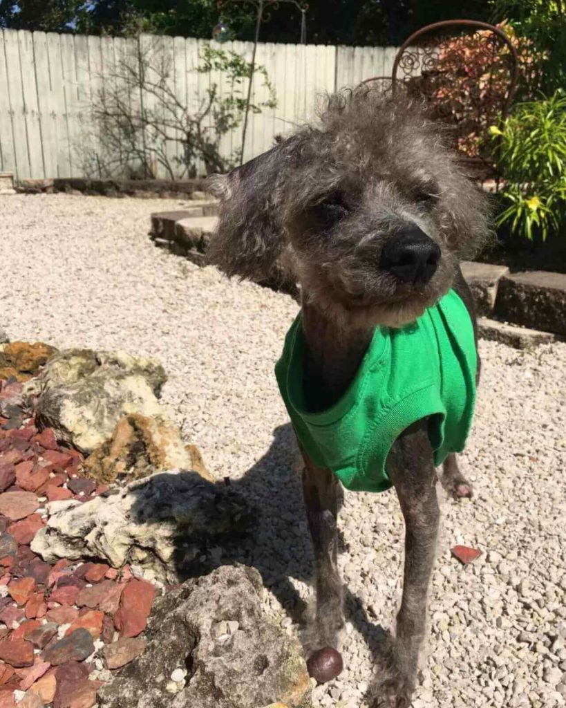 Cachorro que havia esquecido como comer tem uma reviravolta surpreendente