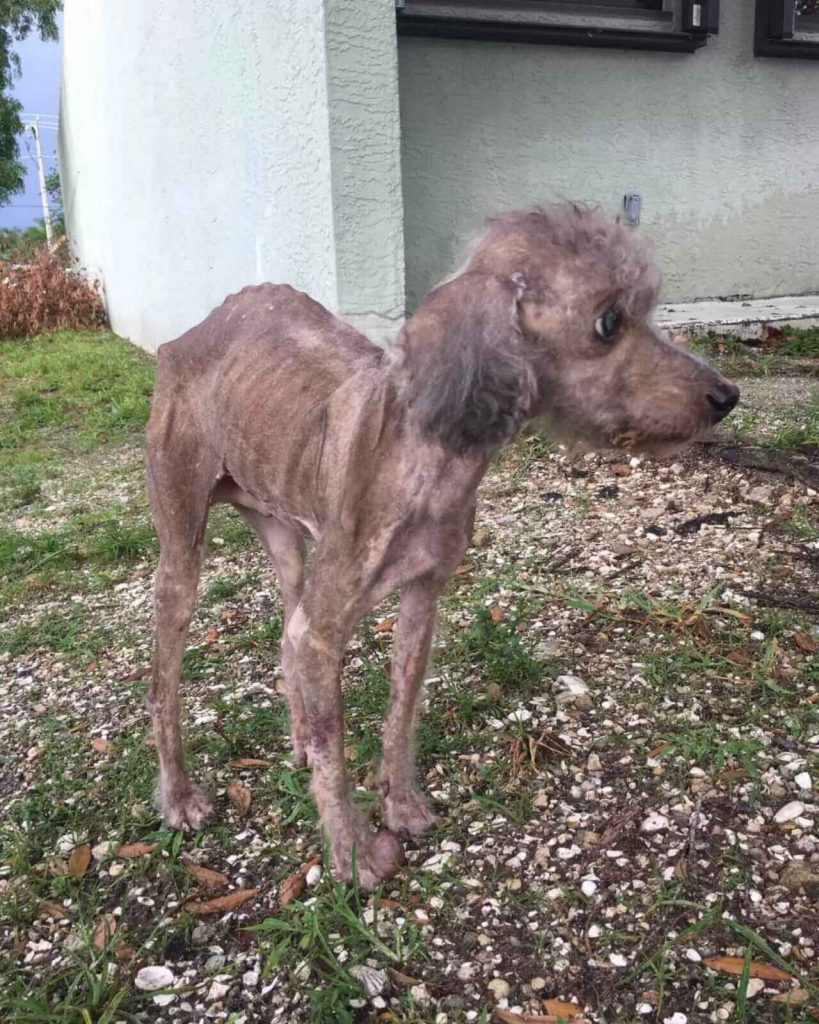Cachorro que havia esquecido como comer tem uma reviravolta surpreendente; veja história 