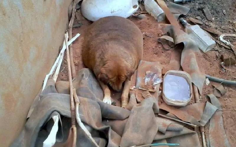Cachorro sofre humilhação em vizinhança por causa de problema de saúde; entenda história