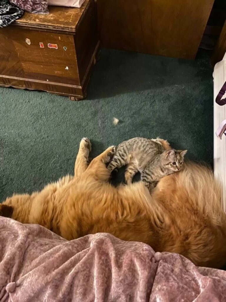 Cadela aparece com amigo inusitado na varanda de casa e família reage; entenda caso