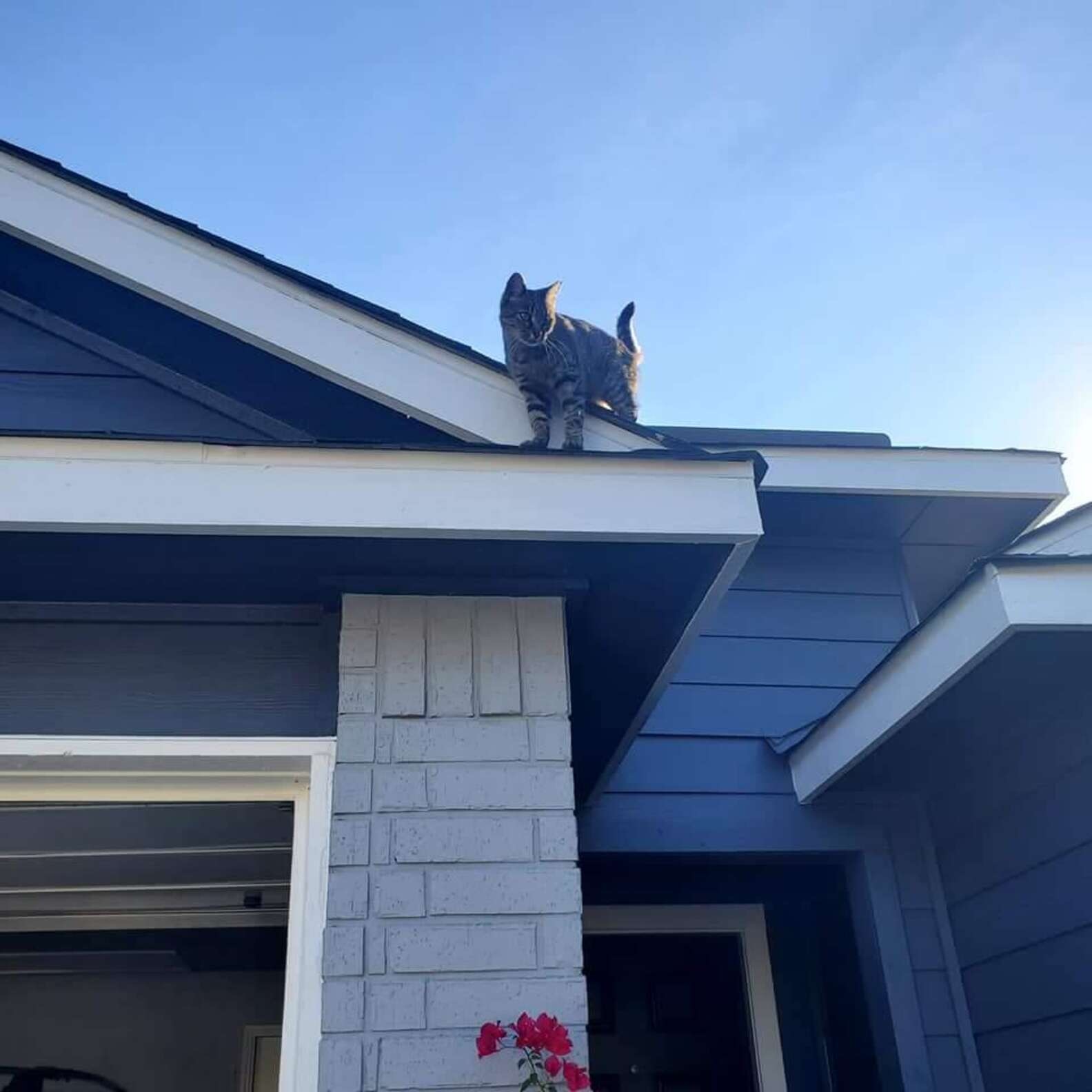 Cadela conquista coração de gato "rebelde" e pets se tornam bons amigos