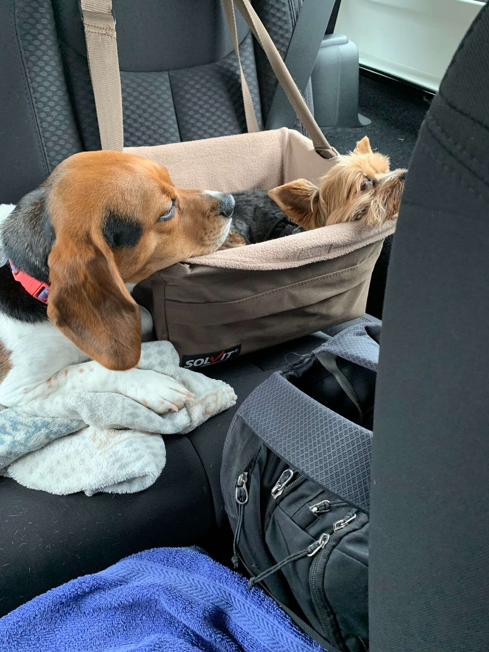 Cadela vê foto de irmã canina que faleceu e tem reação surpreendente; confira imagens