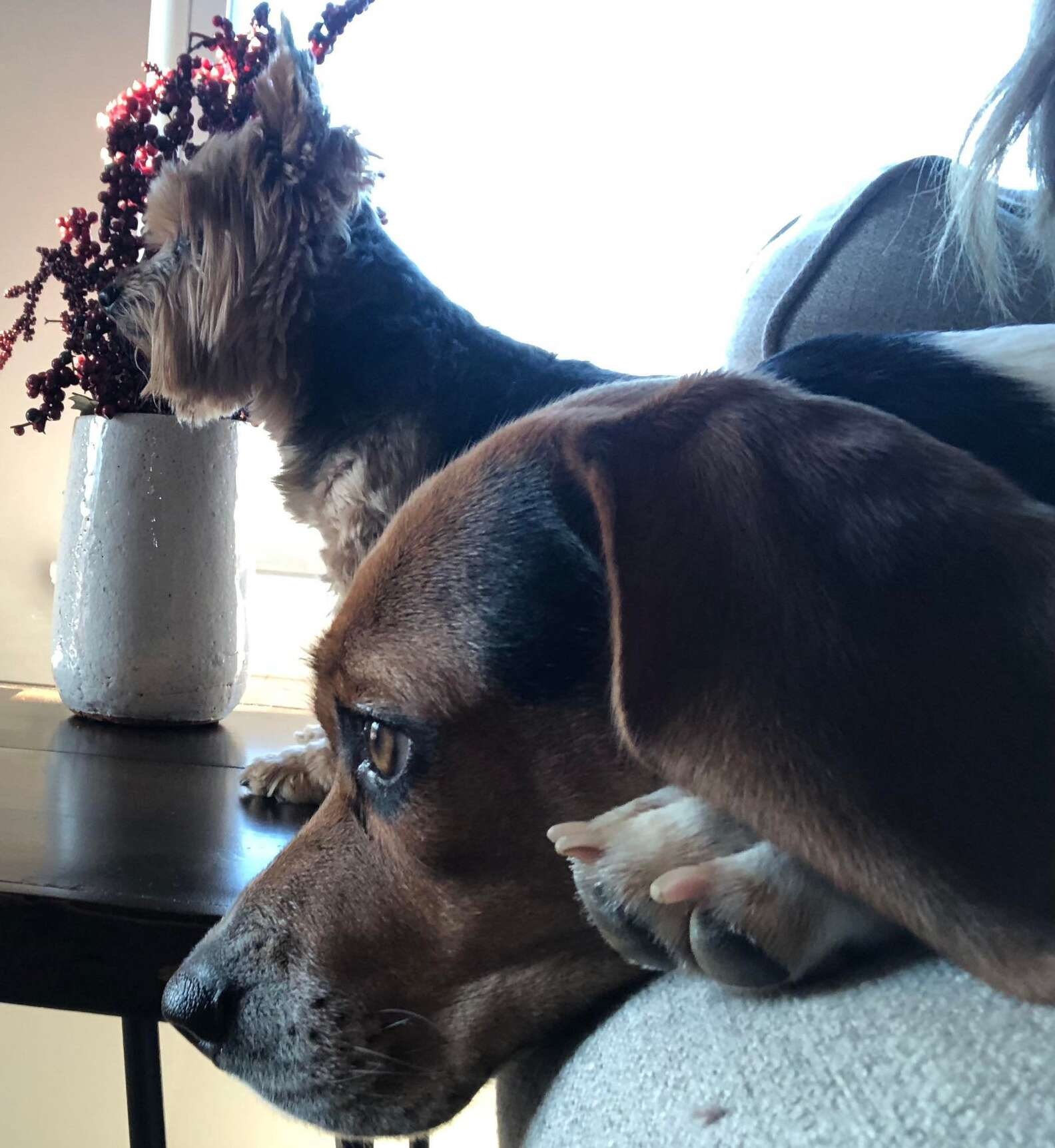 Cadela vê foto de irmã canina que faleceu e tem reação surpreendente