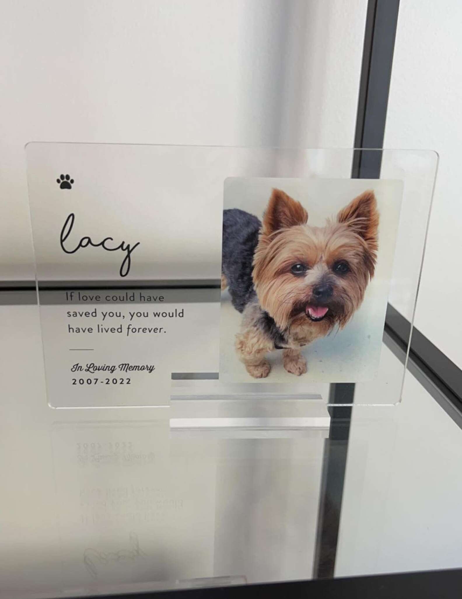 Cadela vê foto de irmã canina que faleceu