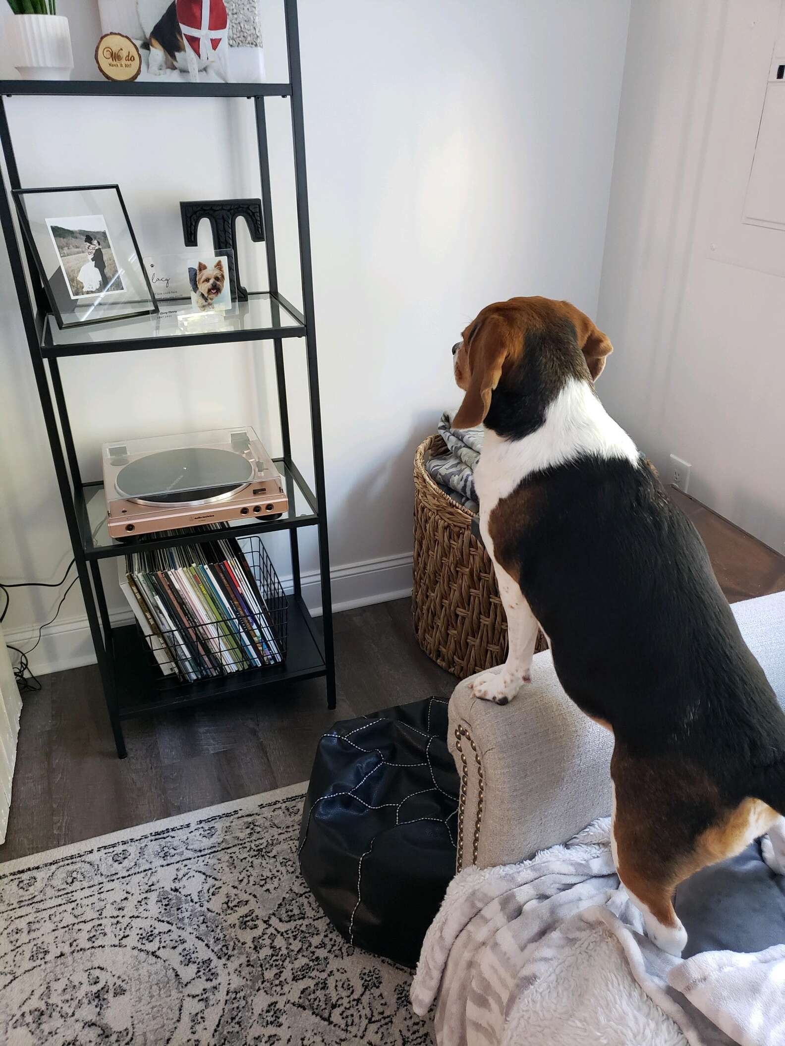 Beagle reage de forma inesperada ao ver foto de irmã canina que faleceu