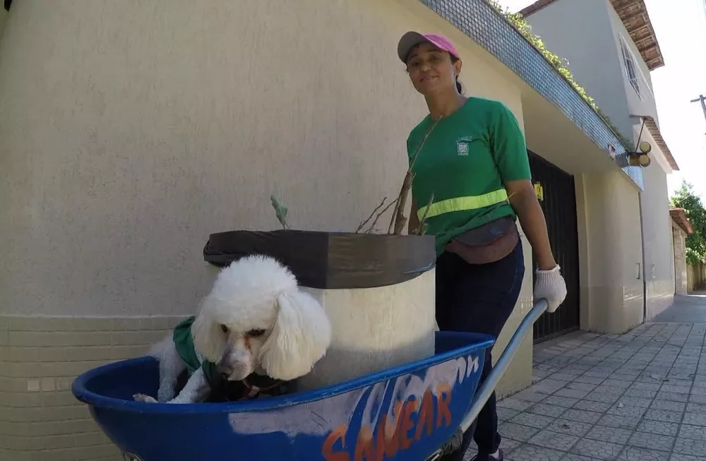 "Cão gari" trabalha com tutora todos os dias e faz sucesso em região; veja fotos