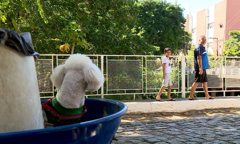 "Cão gari" faz sucesso entre moradores do Noroeste do Espírito Santo