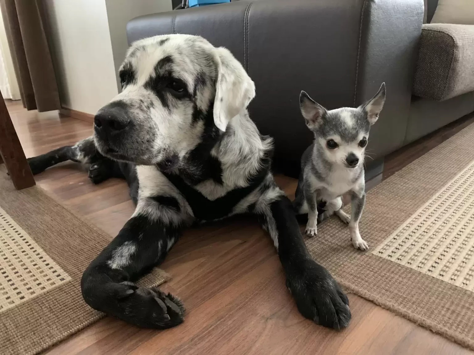 Cachorro com condição rara conscientiza pessoas sobre doença 
